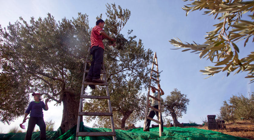 Kalliston Cold Pressed Extra Virgin Olive Oil imported from Greece, 500 ml