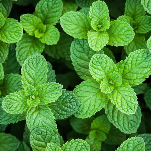 Whole Dried Mint from Greece, 100% natural, 30g (by Geusi Vounou) <br> Out of Stock <br> Available Fall 2024