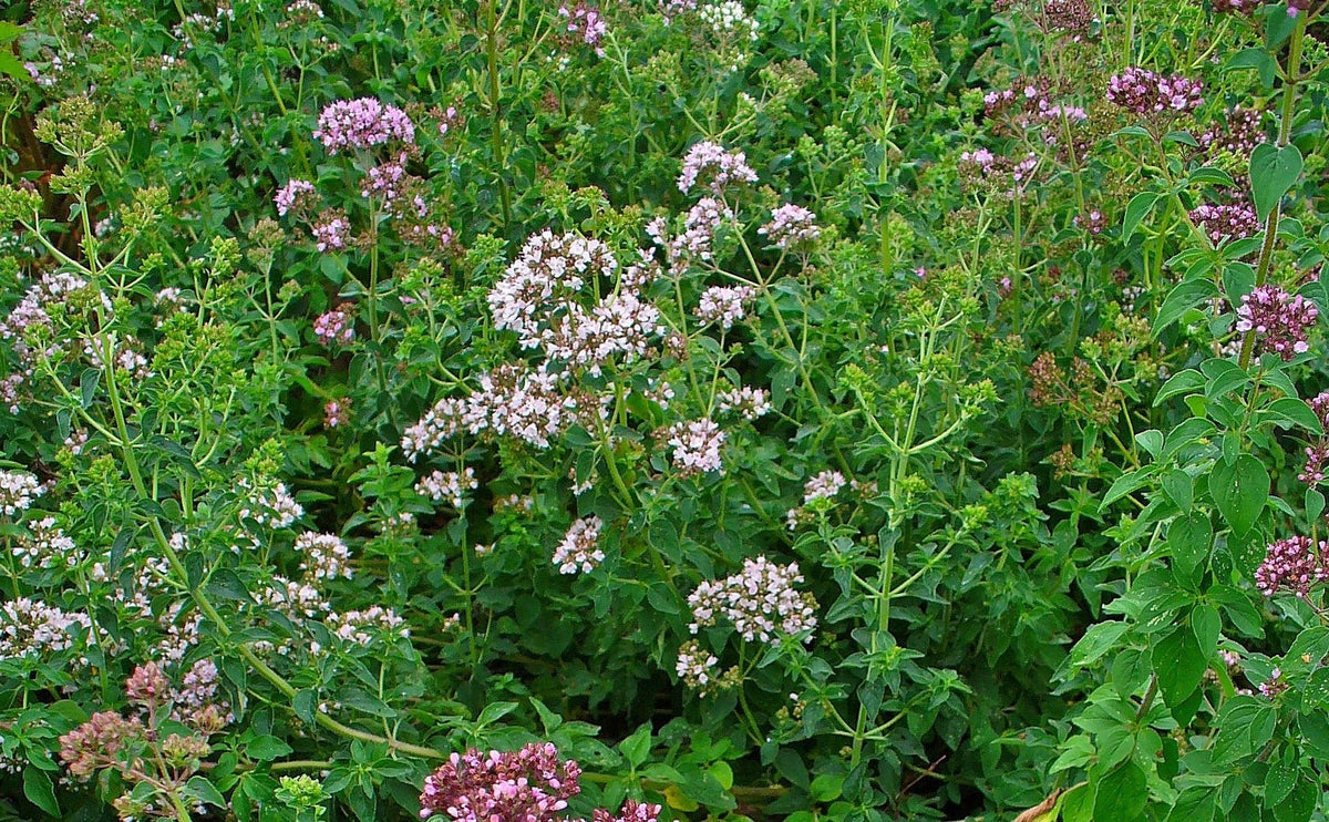 Organic Whole Oregano from Greece - 60g