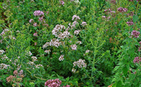 Organic Whole Oregano from Greece - 60g