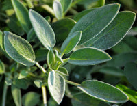 Organic Sage from Greece, 40g (whole leaf) - by Geusi Vounou