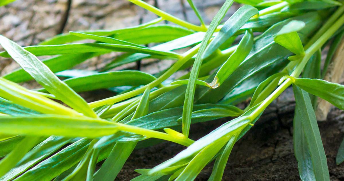 Messino White Wine Vinegar with Tarragon, 250ml | Tarragon Infused Vinegar, Aromatic & Refined