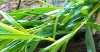 Messino White Wine Vinegar with Tarragon, 250ml | Tarragon Infused Vinegar, Aromatic & Refined
