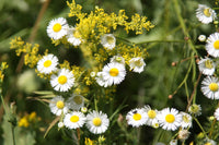 Chamomile Tea from Greece, 30g (by Geusi Vounou)