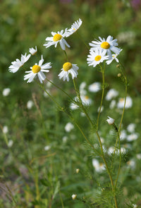 Chamomile Tea from Greece, 30g (by Geusi Vounou)