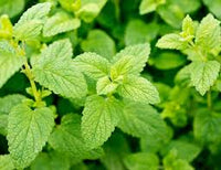 Lemon Balm Spice Mixture from Greece, 100g - by Geusi Vounou