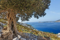 Olive tree with the sea in the background