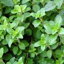 Organic Oregano from Greece, 100g - by Geusi Vounou