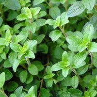 Organic Oregano from Greece, 100g - by Geusi Vounou