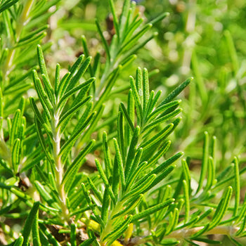 Organic Dried Rosemary imported from Greece, 80g - by Geusi Vounou