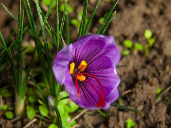 Saffron from Greece - 1g - by Geusi Vounou