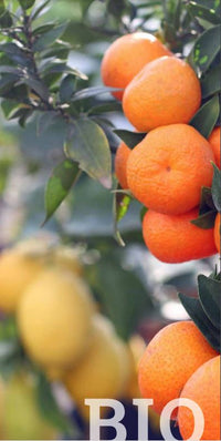 Oranges growing on a tree in Greece