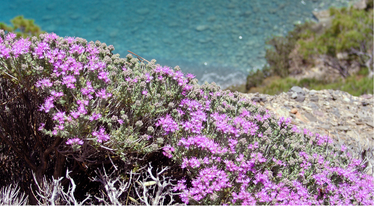Thyme blossoms on a Greek island